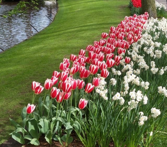 2014-04-17 Holland Tulips 56.jpg